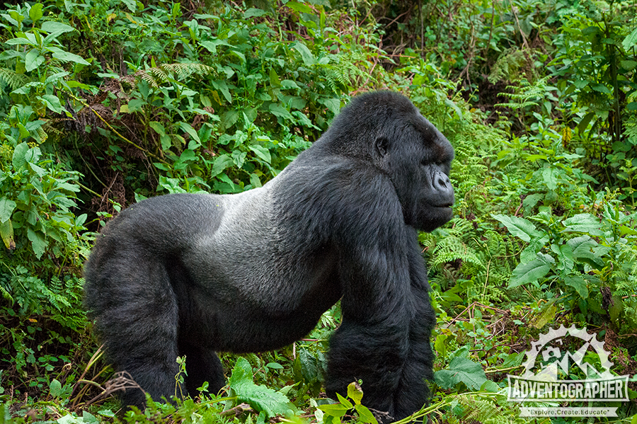 Silverback gorilla trekking in Rwanda, photo by Adventographer