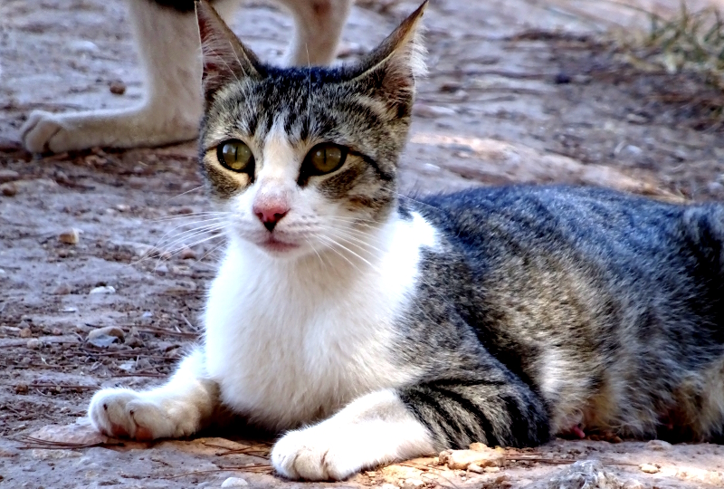 cat at Santa Maria Sanctuary in Novelda
