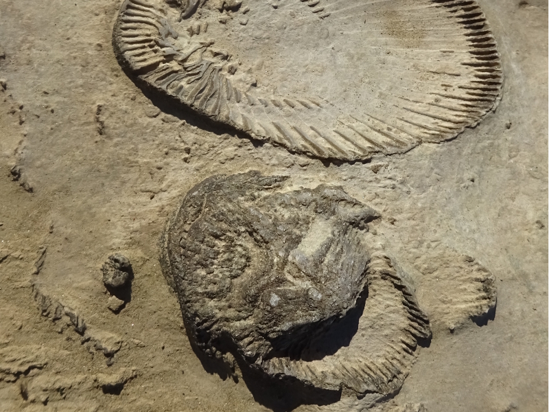 Falls of the Ohio Devonian fossil