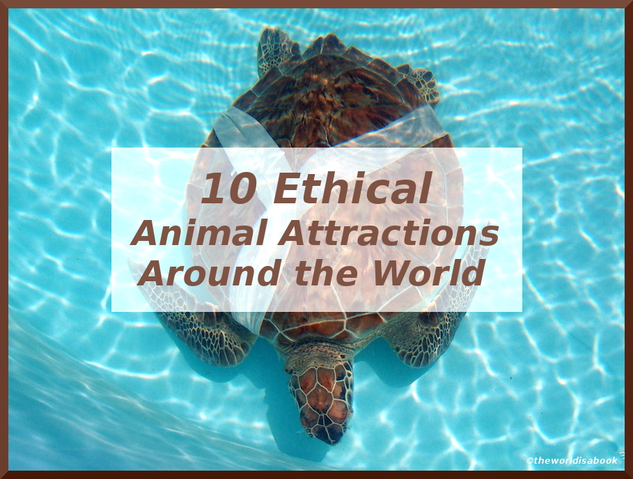 10 Ethical Animal Attractions Around the World