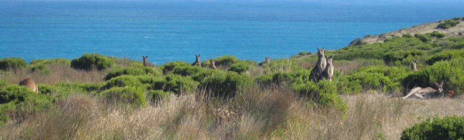A hoarde of kangaroos at Cape Bridgewater, Victoria