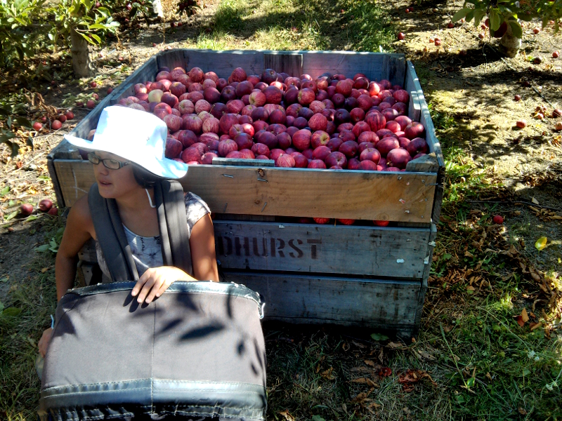 picking apples during a working holiday visa in Australia