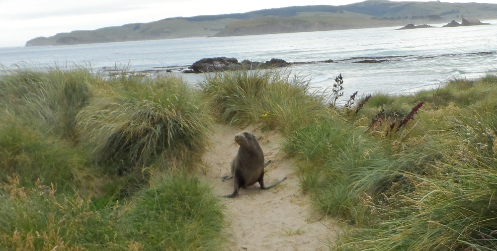 Spot Wild Fur Seals & Sea Lions at Cannibal Bay