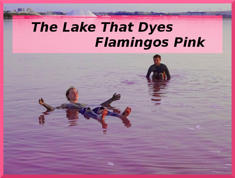 the lake that dyes flamingos pink