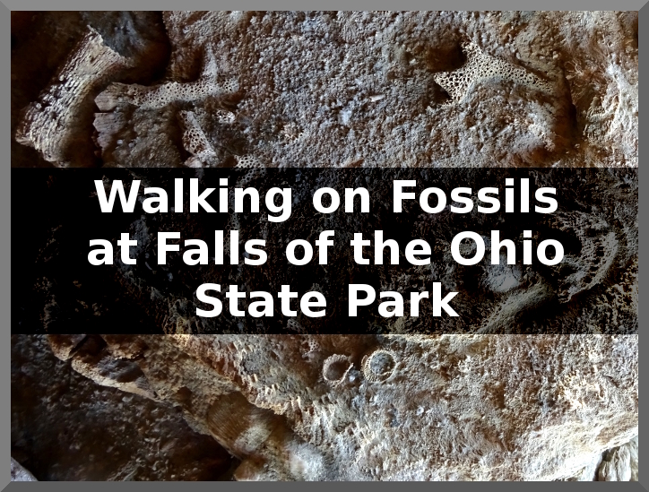 Walking on Fossils at Falls of the Ohio State Park