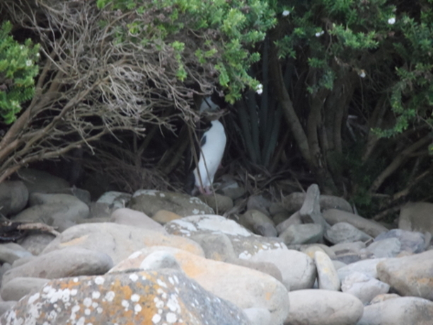 Yellow eyed penguins hiding in the underbrush at Caitlins National Park, New Zealand