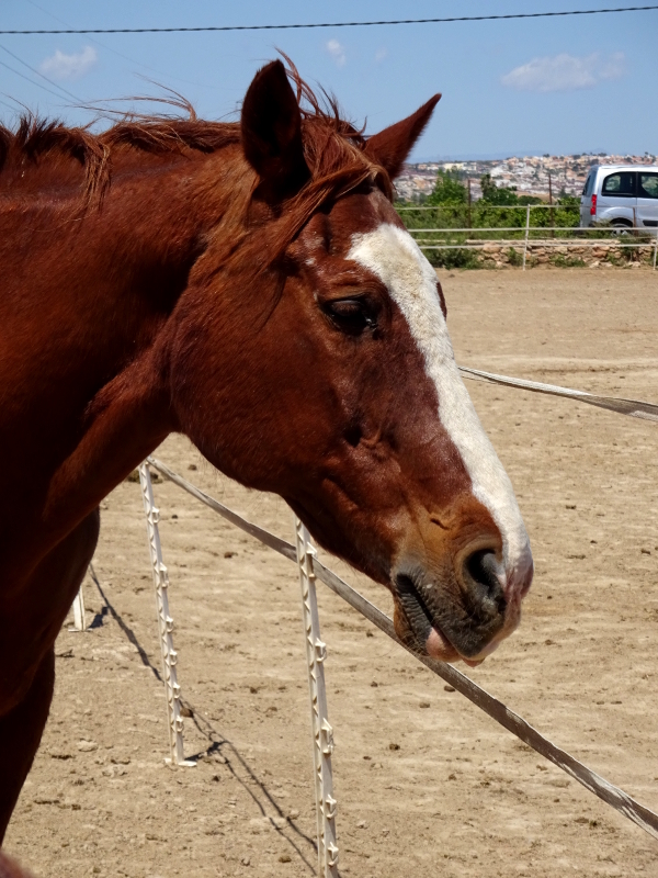 beautiful brown horse rescued by Easy Horse Rescue Center in Rojales