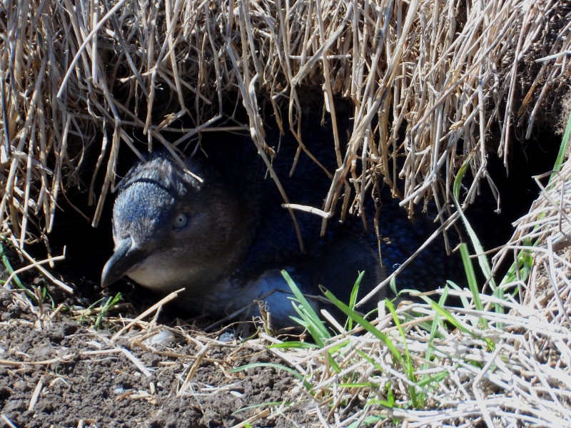 A blue penguin seen in the Nobbies on Phillip's Island