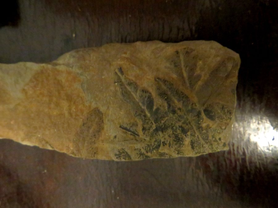 Carboniferous plant fossil found in Whitehaven