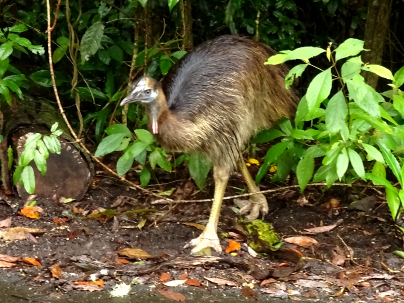 juvenile cassowary at hpyipimee crater, Queensland