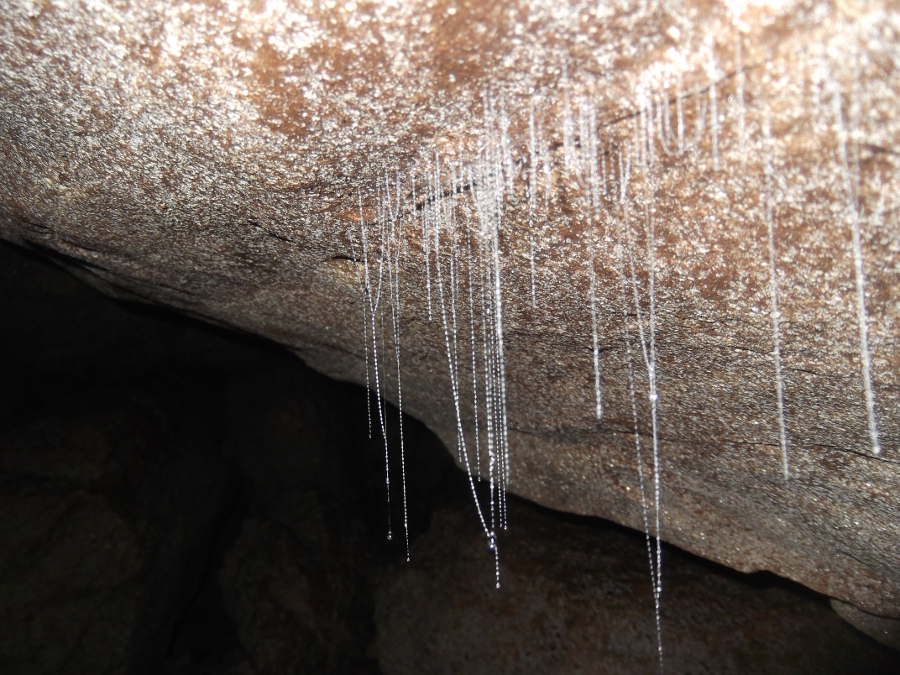 Spot Wild Glowworms Inside Clifden Cave
