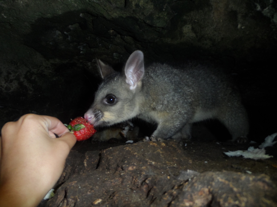 feeding a strawberry to a common bushtail possum at Umpherston Sinkhole in Mt. Gambier Australia