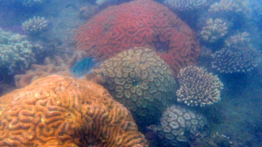 coral struggling to survive in the great barrier reef