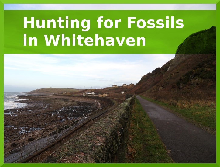 Hunting for Fossils in Whitehaven, Cumbria