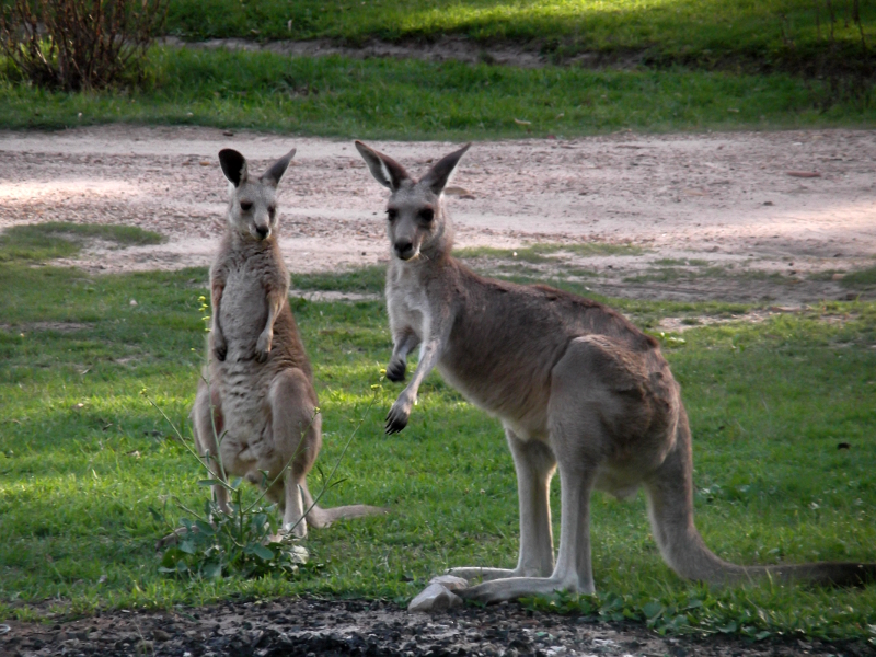 kangaroos at Newnes gorge