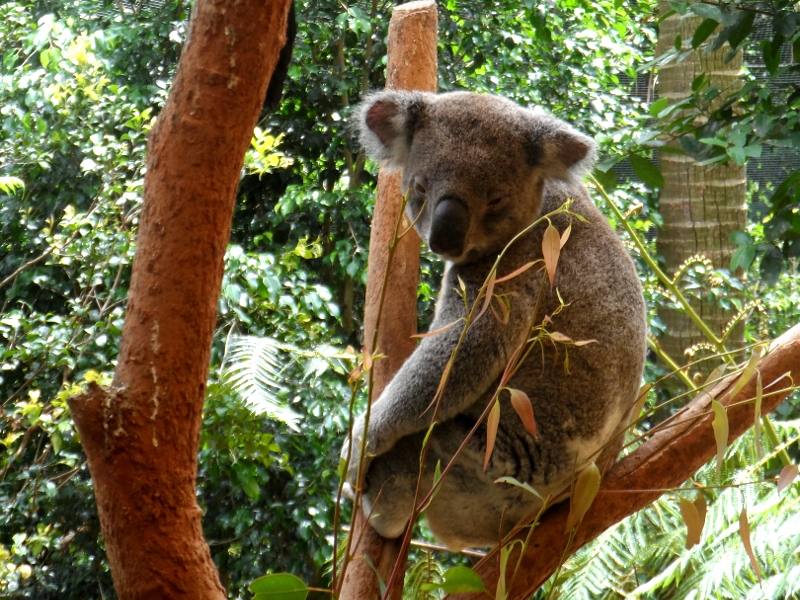 koalas at Blackbutt Hill Nature Reserve in Newcastle