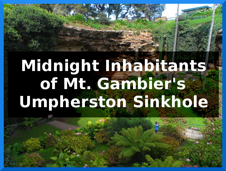 The Midnight Inhabitants of Mt. Gambier's Umpherston Sinkhole