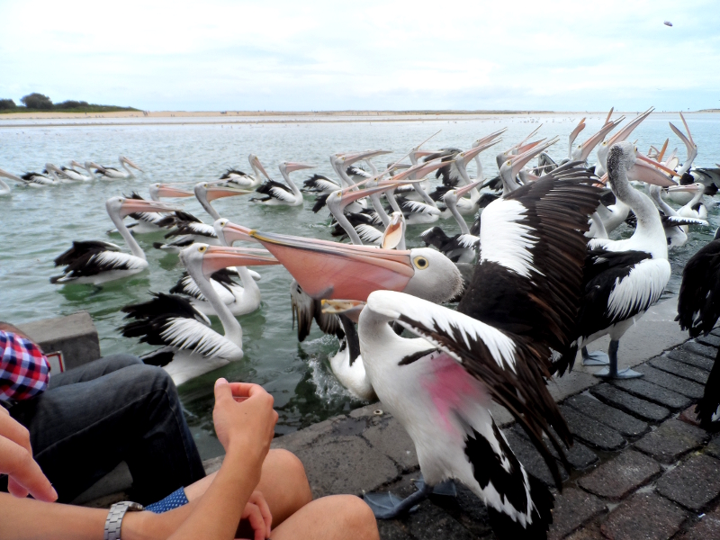 feeding wild pelicans at The Entrance