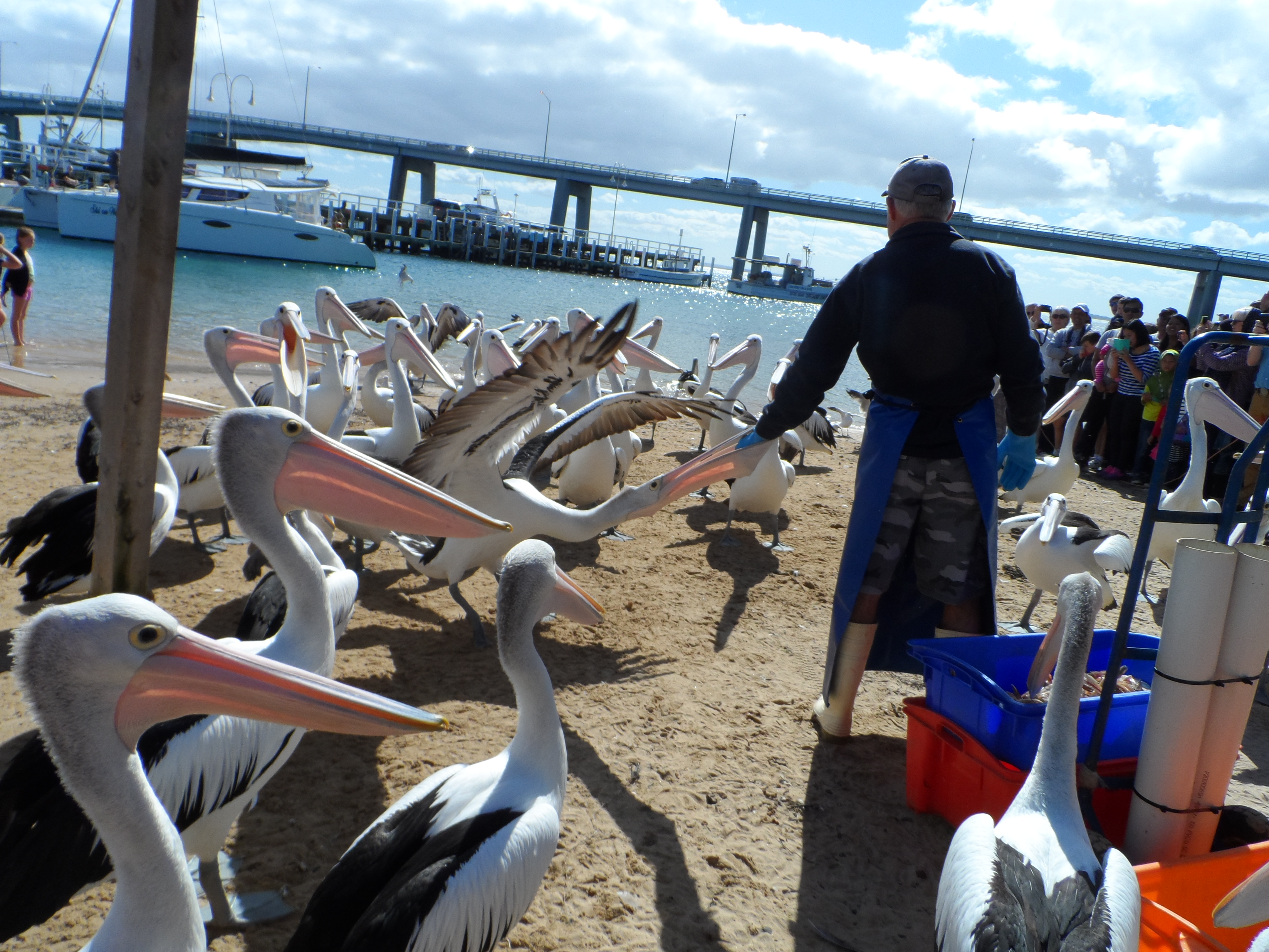 Pelicans fed right before the bridge to Phillip's Island