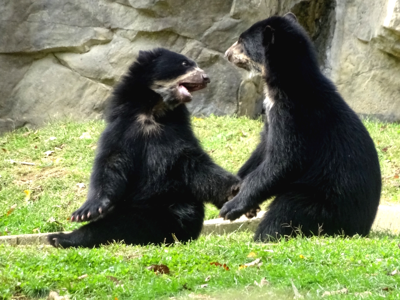 sun bears fighting, but not over food because you've been a responsible traveler!