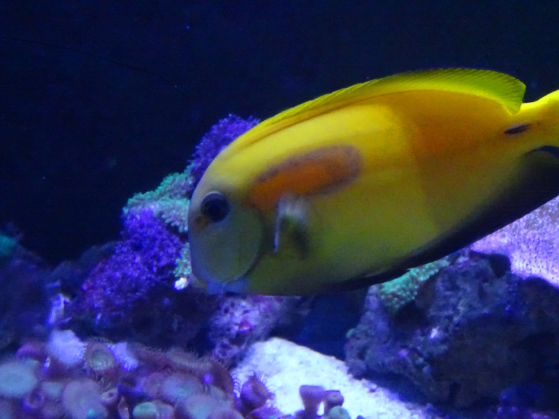 Yellow fish at the CIMAR Aquarium in Aguilas